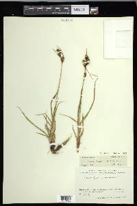 Carex gmelinii image