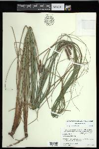 Carex glaucescens image