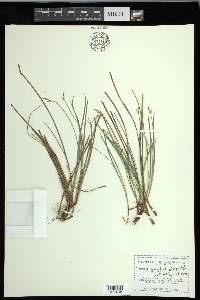 Carex geyeri image