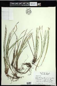 Carex geyeri image