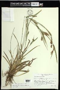 Carex glaucodea image