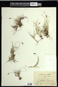 Carex glareosa image
