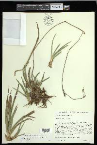 Carex glaucodea image