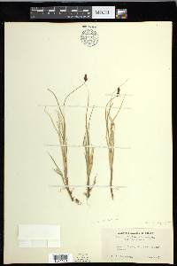 Carex glareosa image