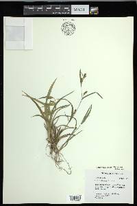 Carex glaucodea image