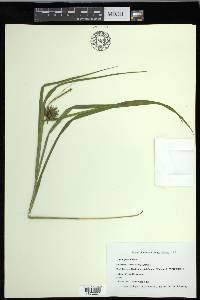 Carex grayi image