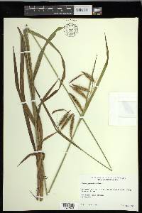 Carex gynandra image