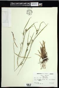 Carex grisea image