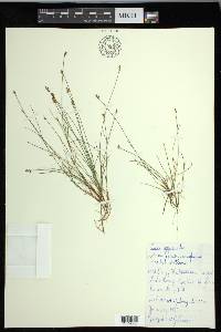 Carex gynocrates image