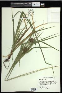 Carex grayi image