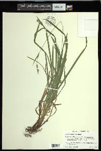 Carex hirtifolia image