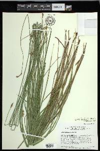 Carex harfordii image