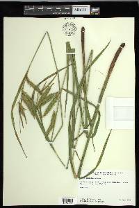 Carex gynandra image