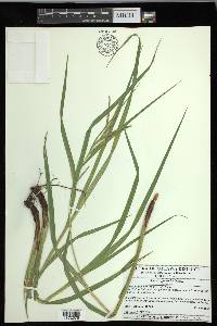 Carex gynandra image