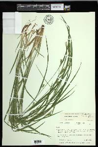 Carex grisea image