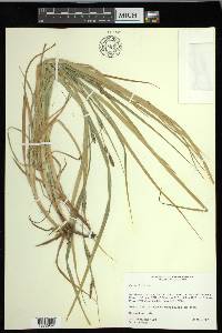 Carex hirta image