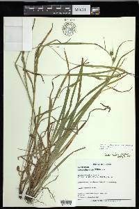 Carex grisea image