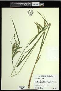 Carex gynandra image