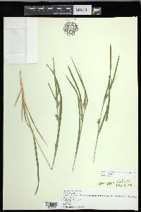 Carex grisea image