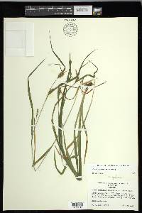 Carex grisea image