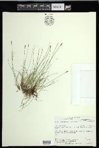 Carex gynocrates image