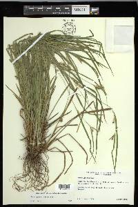 Carex grisea image