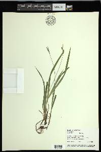 Carex hirtifolia image