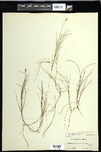 Carex gynocrates image