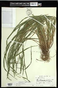 Carex grisea image