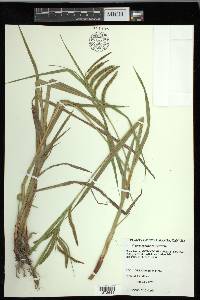 Carex gynandra image