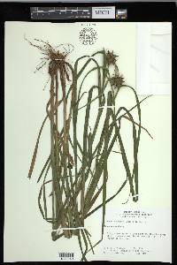 Carex grayi image