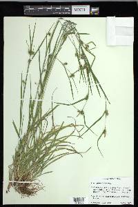 Carex grisea image