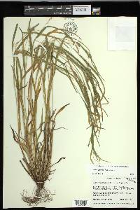 Carex grisea image