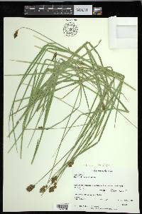 Carex harfordii image