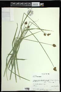 Carex harfordii image