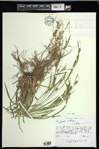 Carex grisea image