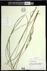 Carex haydenii image