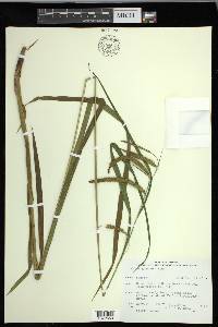 Carex gynandra image
