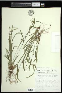 Carex grisea image