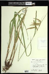 Carex gynandra image