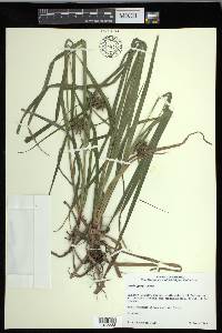 Carex grayi image