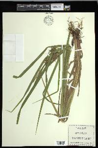 Carex grayi image