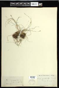 Carex gynocrates image