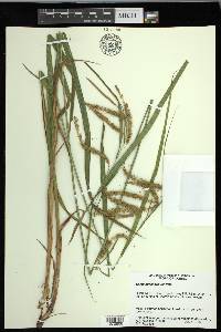 Carex gynandra image