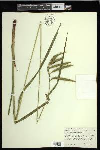 Carex gynandra image