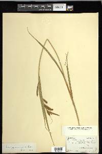 Carex gynandra image