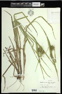 Carex grayi image