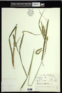 Carex gynandra image