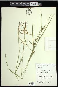 Carex grisea image