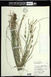 Carex haydenii image